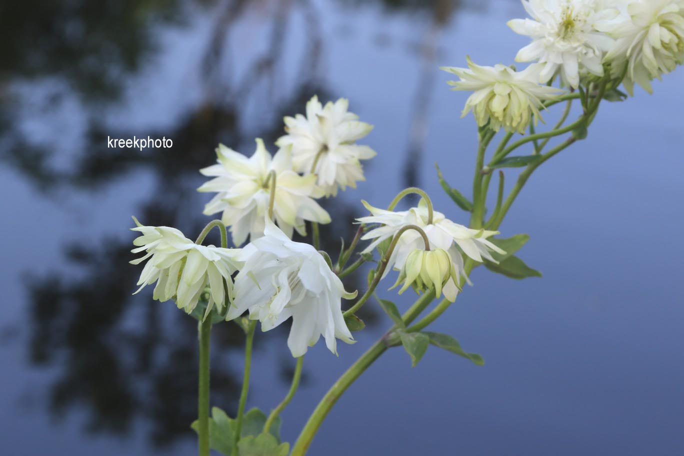 Aquilegia vulgaris 'White Barlow'