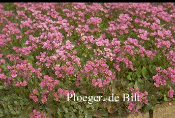 Arabis caucasica 'Hedi'