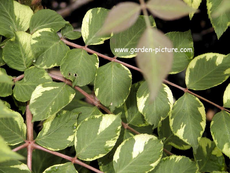 Aralia elata 'Golden Umbrella'