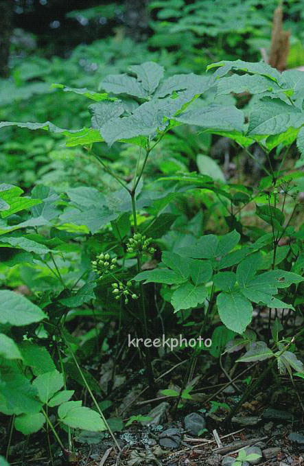 Aralia nudicaulis
