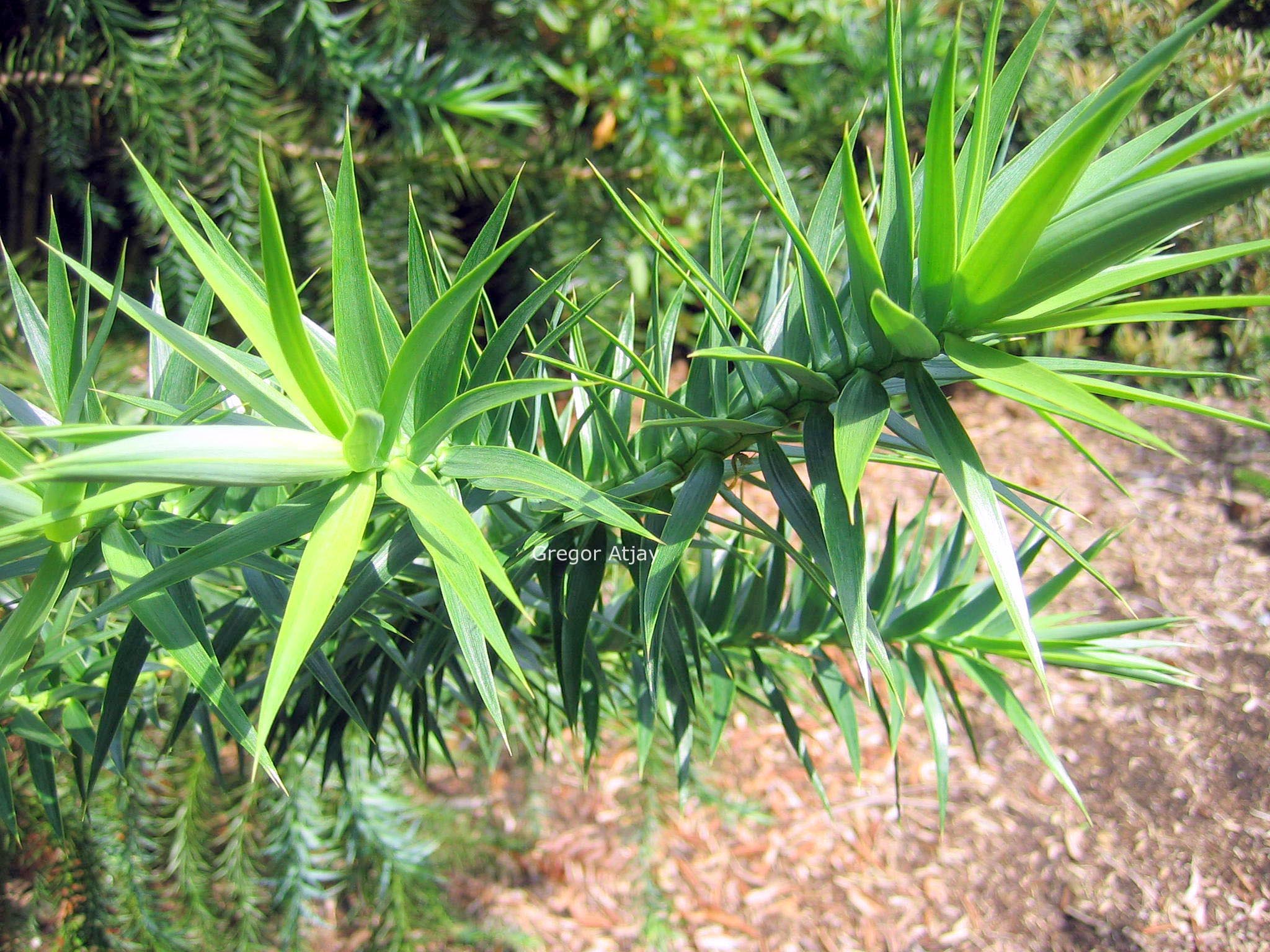 Araucaria angustifolia
