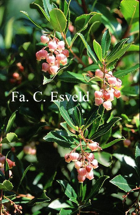 Arbutus unedo 'Atlantic'