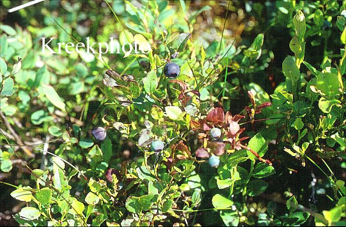Arctostaphylos alpinus