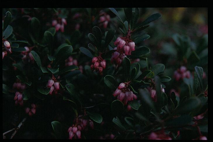 Arctostaphylos myrtifolia
