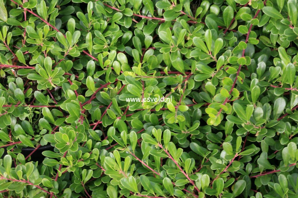 Arctostaphylos uva-ursi 'Massachusetts'