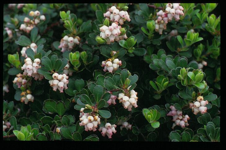 Arctostaphylos uva-ursi 'Point Reyes'