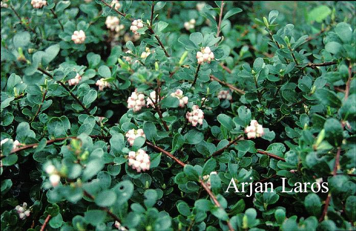Arctostaphylos uva-ursi 'Snow Cap' Arctostaphylos uva-ursi 'Snow Cap'