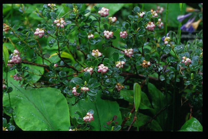 Arctostaphylos uva-ursi 'Woods Red'