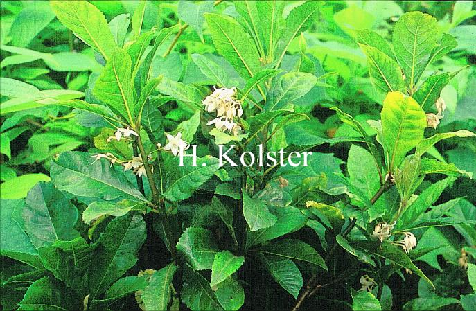 Ardisia japonica