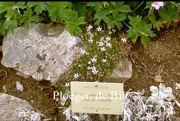 Arenaria purpurascens