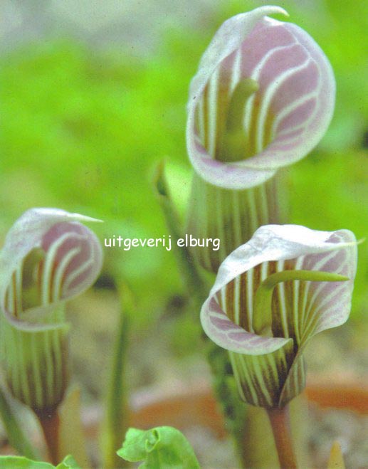 Arisaema candidissimum