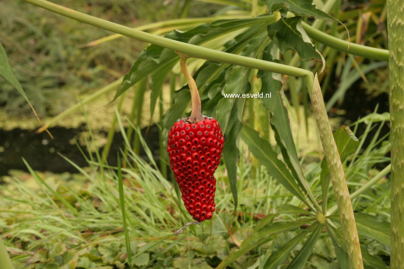 Arisaema consanguineum (48247)