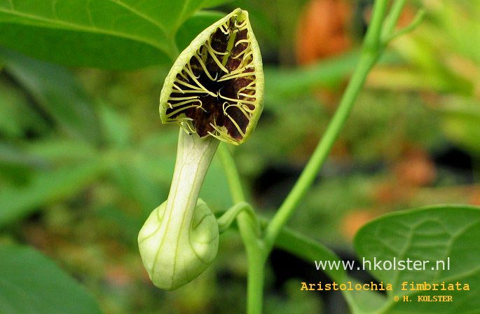 Aristolochia fimbriata (88819)