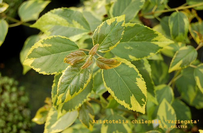 Aristotelia chilensis 'Variegata' (81844)