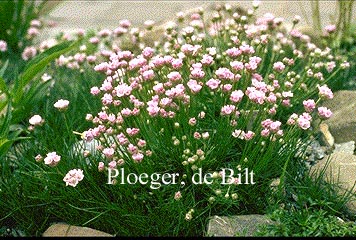 Armeria girardii Armeria girardii