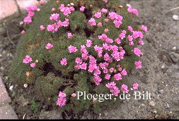 Armeria juniperifolia 'Bevan's Variety'