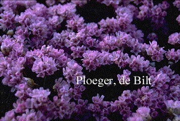 Armeria juniperifolia 'Brookside'