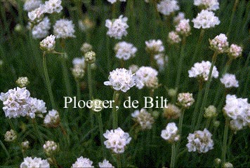Armeria maritima 'Alba'