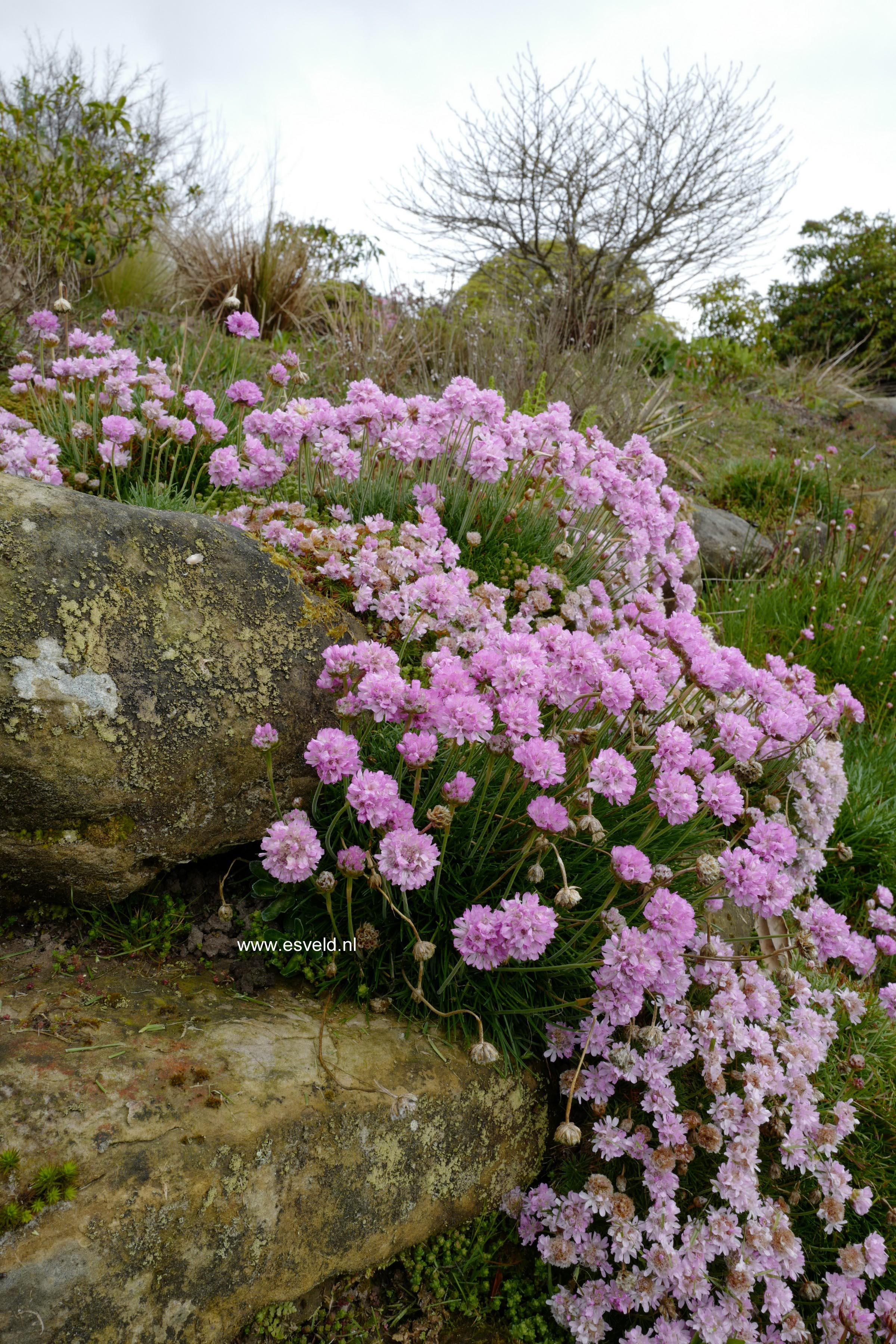 Armeria maritima 'Rosea'