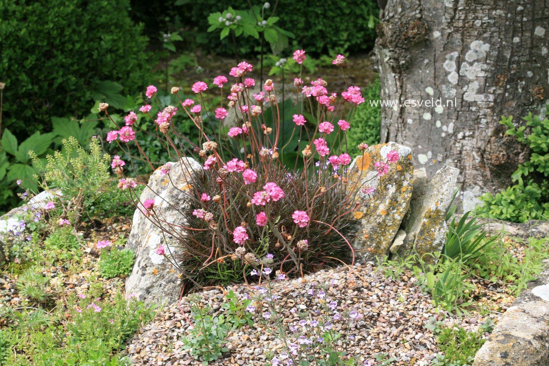 Armeria maritima 'Rubrifolia'