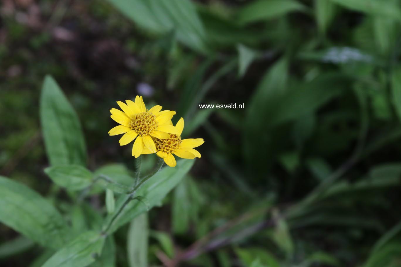 Arnica chamissonis