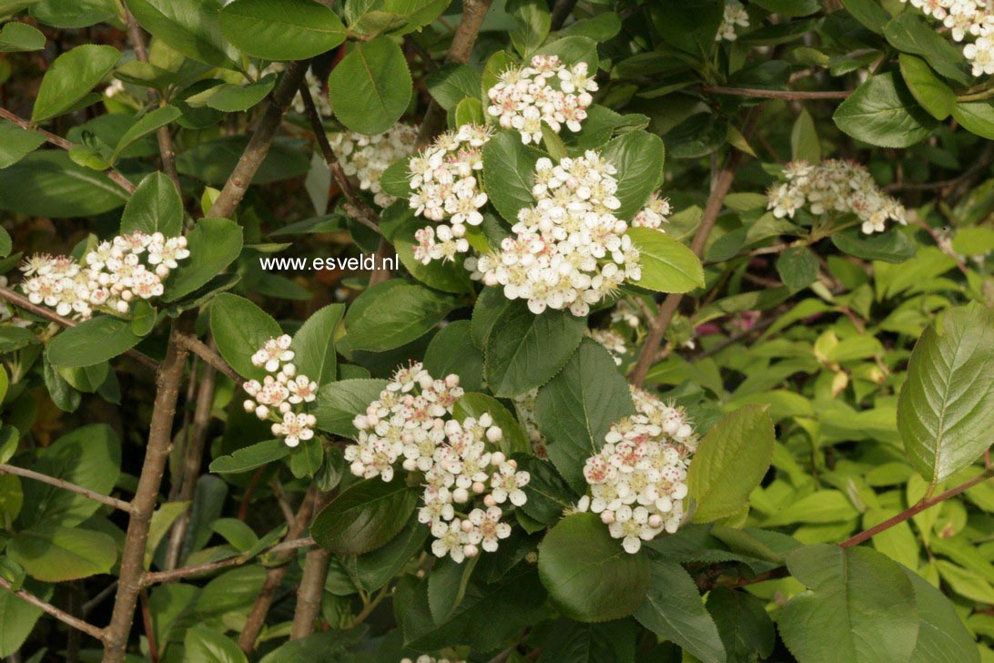 Aronia mitschurinii