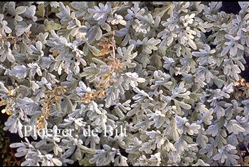 Artemisia stelleriana
