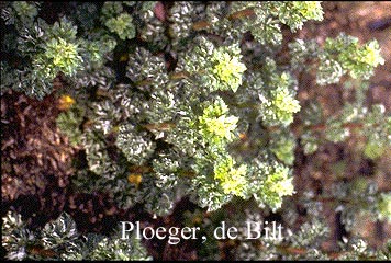 Artemisia vulgaris 'Crispa' Artemisia vulgaris 'Crispa'