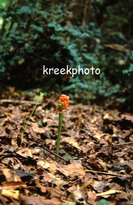 Arum maculatum