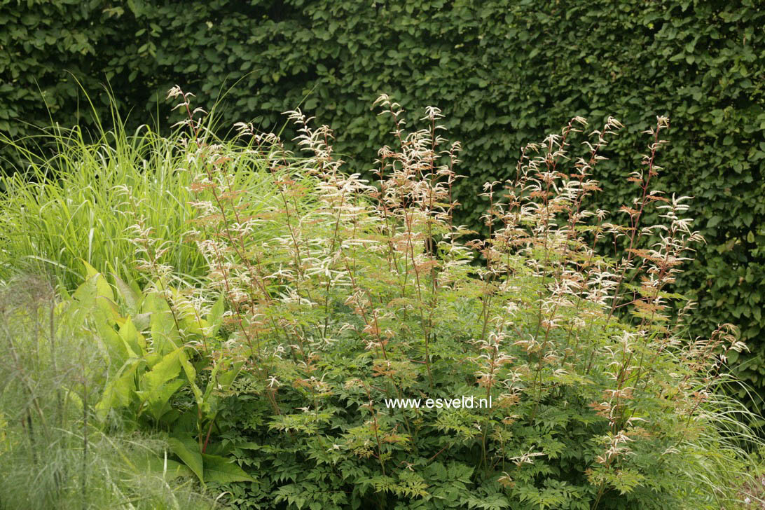 Aruncus 'Horatio'