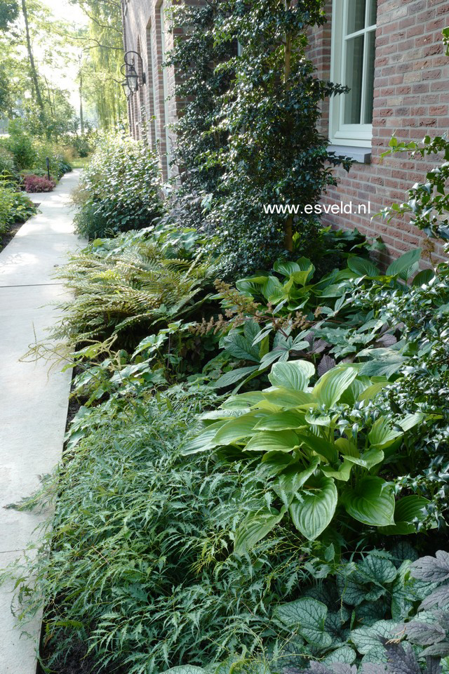 Aruncus dioicus 'Kneiffii'