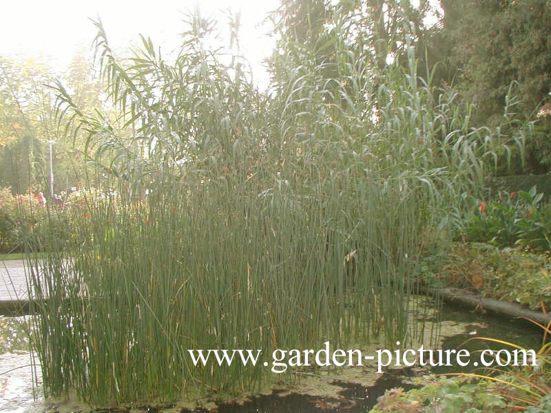 Arundo donax