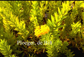 Asclepias tuberosa 'Gay Butterflies'