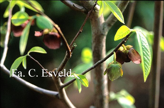 Asimina triloba 'NC1'