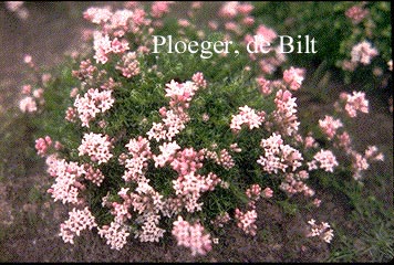 Asperula nitida