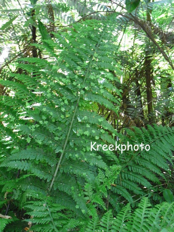 Asplenium bulbiferum