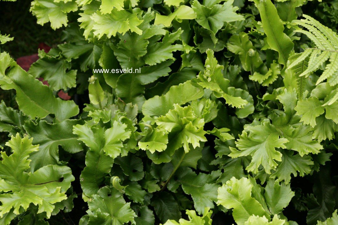 Asplenium scolopendrium 'Cristatum'