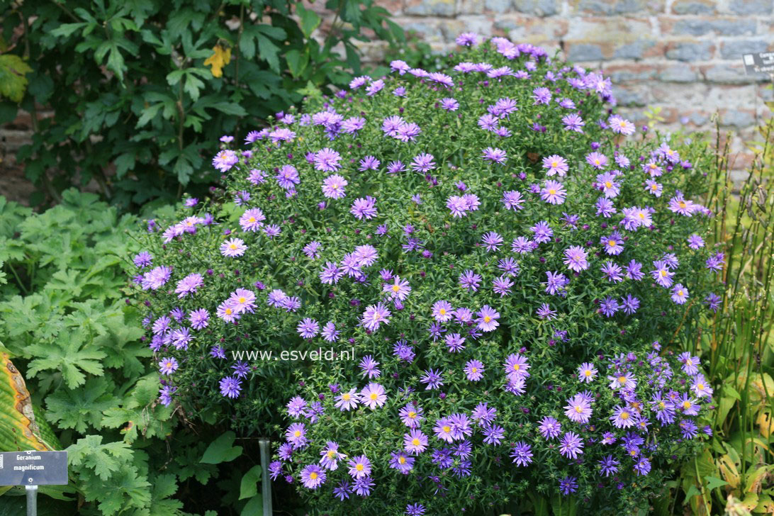 Aster 'Blaue Lagune' (31313)