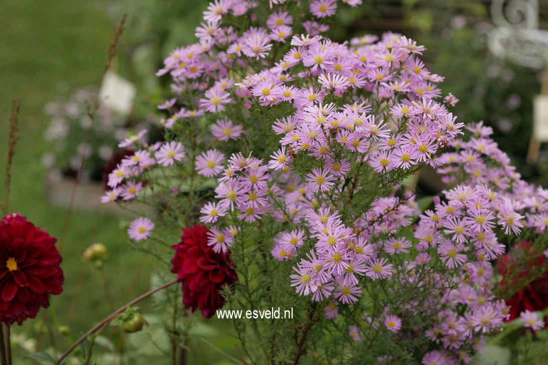 Aster 'Pink Star'
