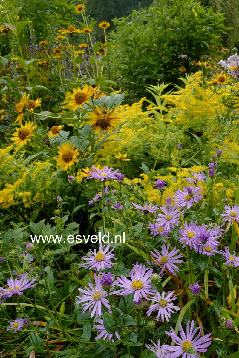 Aster 'Professor Anton Kippenberg'