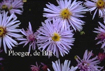 Aster 'Silberteppich'