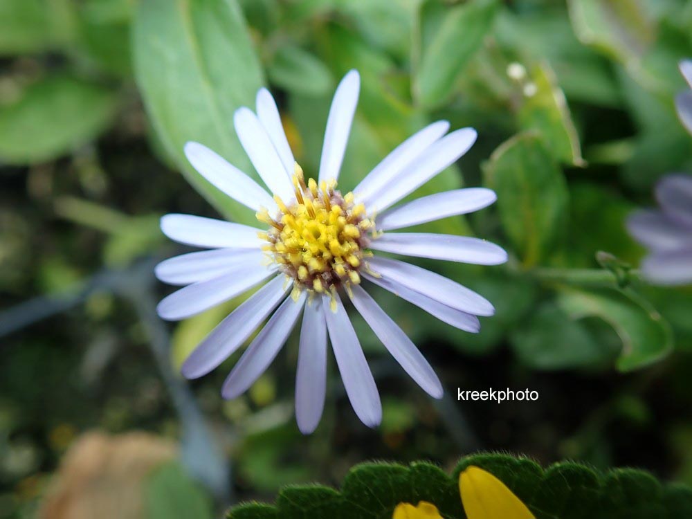 Aster ageratoides 'Adustus Nanus'