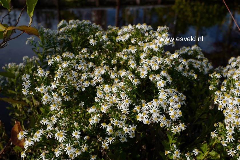Aster ageratoides 'Ashvi' (B4199)