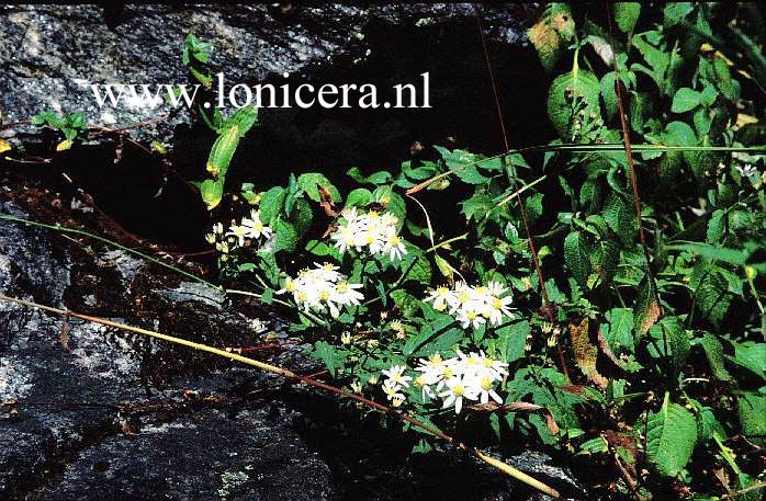 Aster albescens
