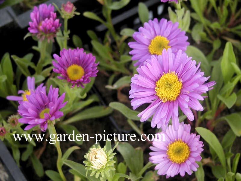 Aster alpinus 'Dunkle Schoene'