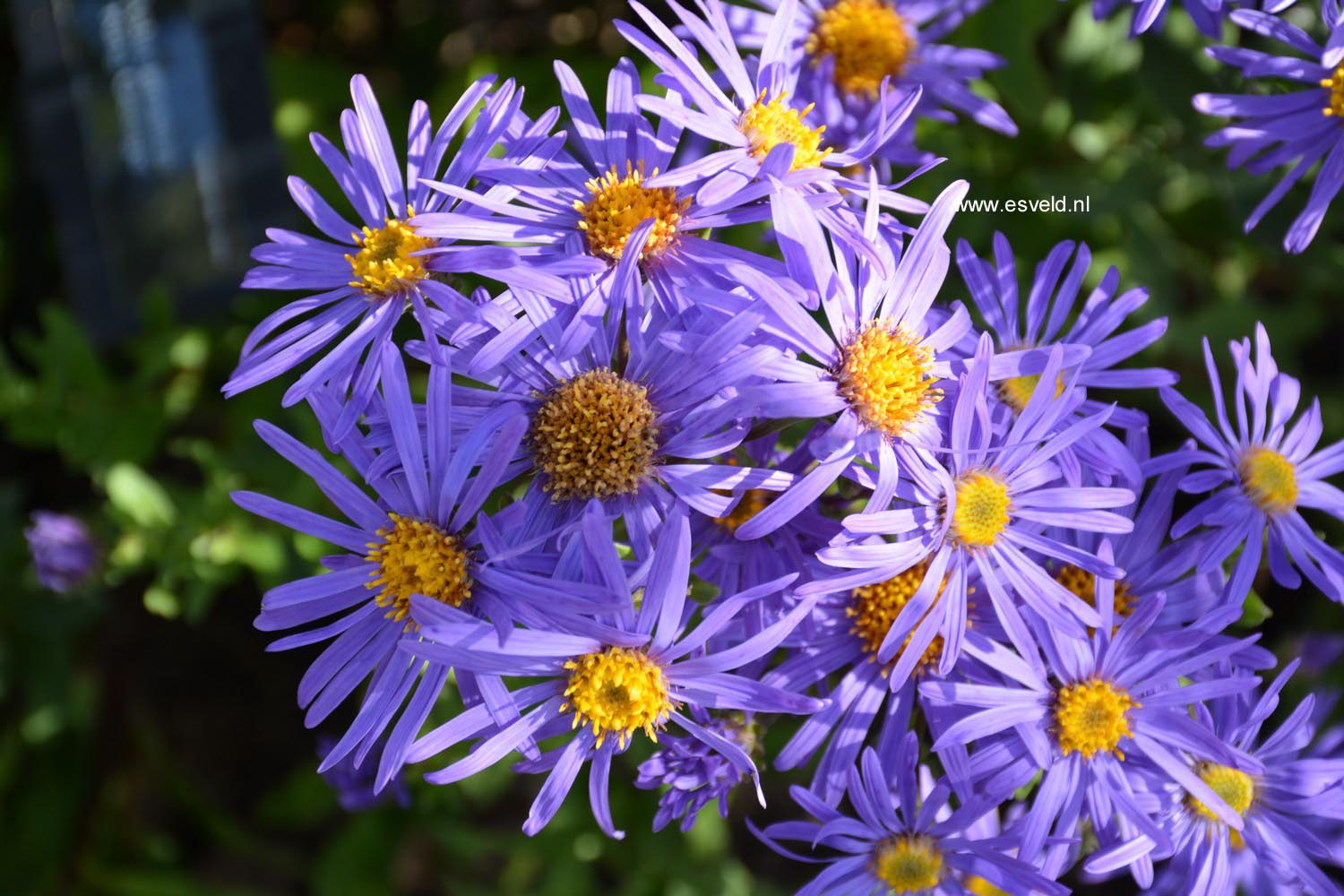 Aster amellus 'King George'