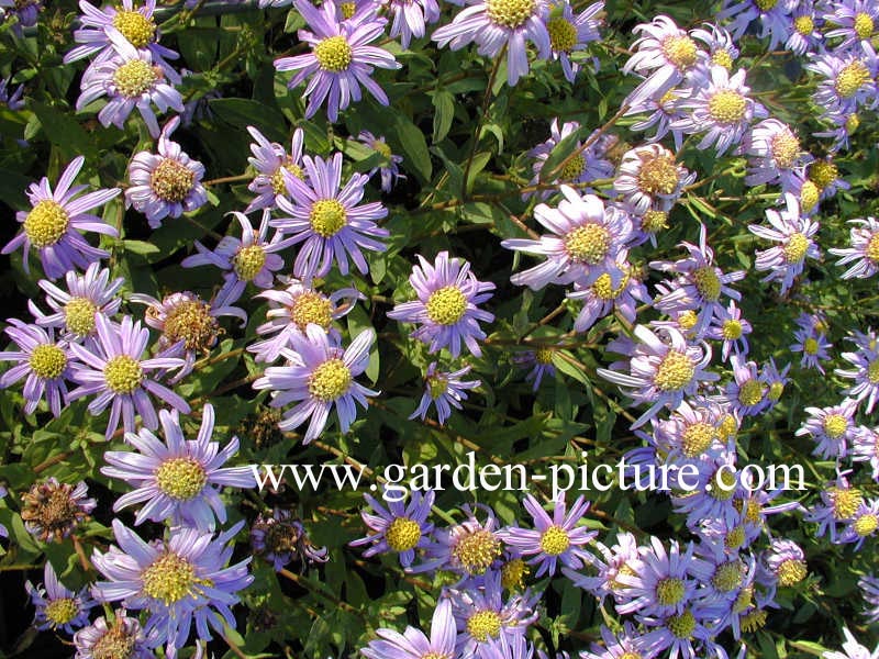 Aster amellus 'Rudolf Goethe' Aster amellus 'Rudolf Goethe'