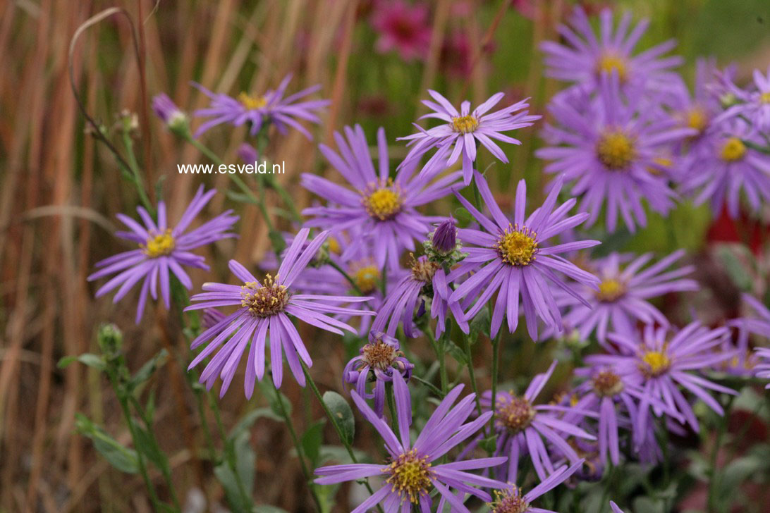 Aster amellus 'Sonora' (76922)