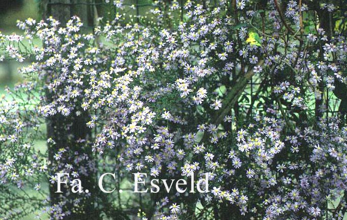 Aster cordifolius 'Photograph'