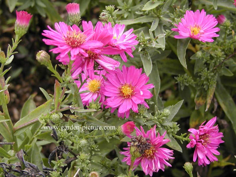 Aster dumosus 'Anneke'